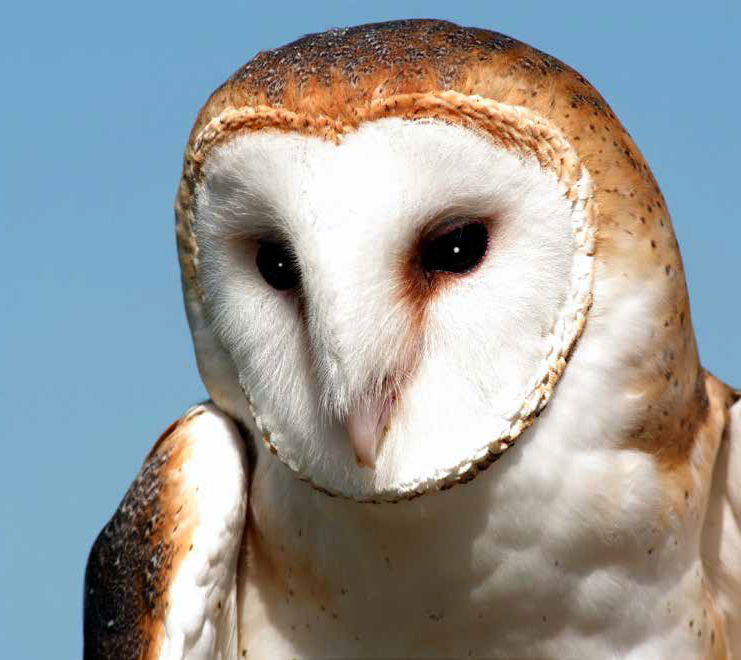 Barn Owl & Heart-Shaped Hearing | Answers in Genesis