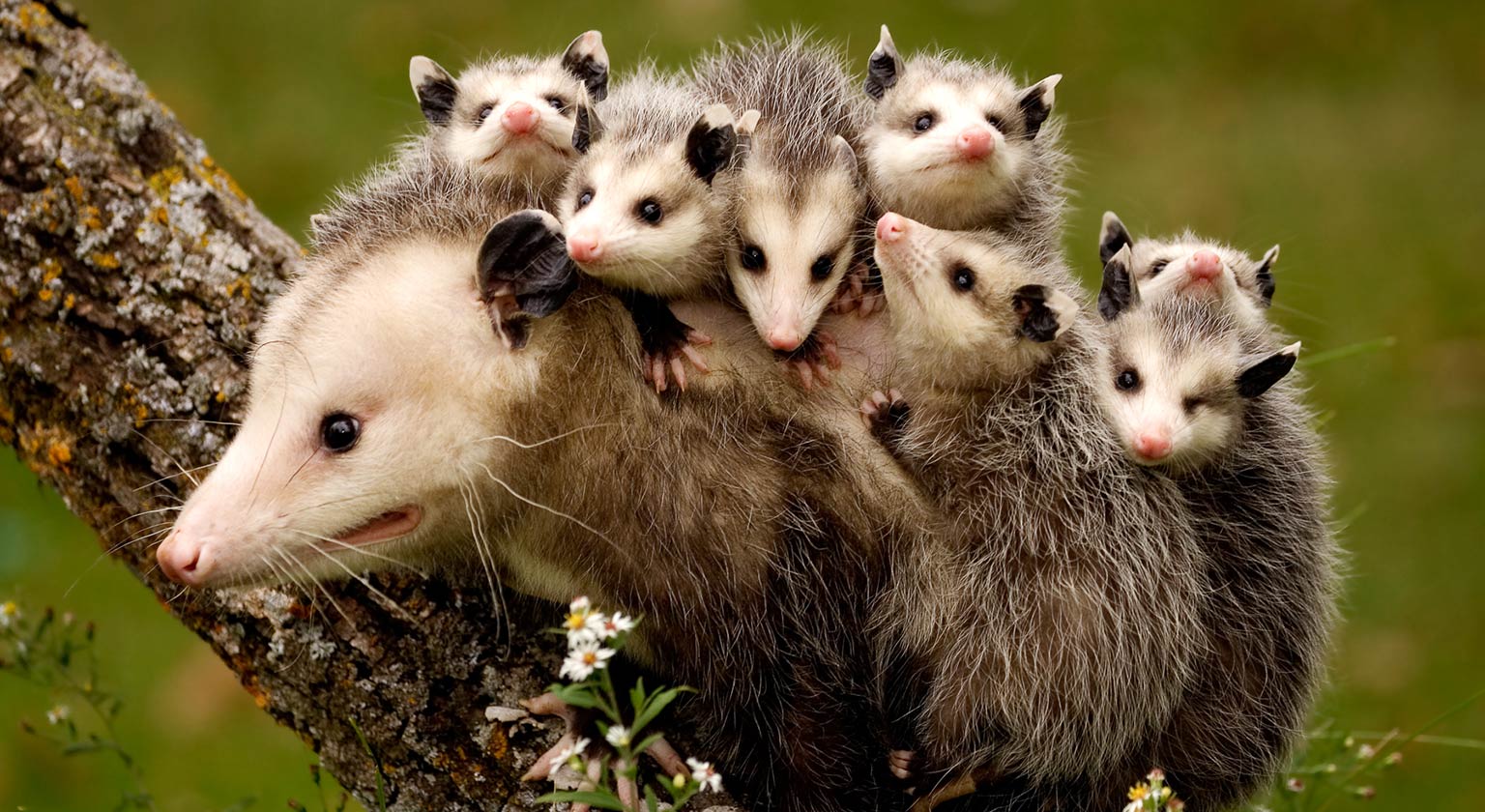 Opossum