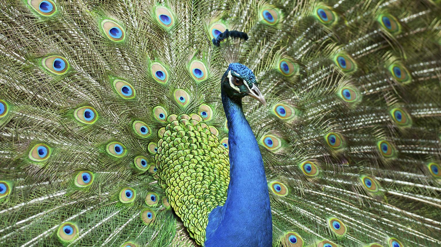 Peacock