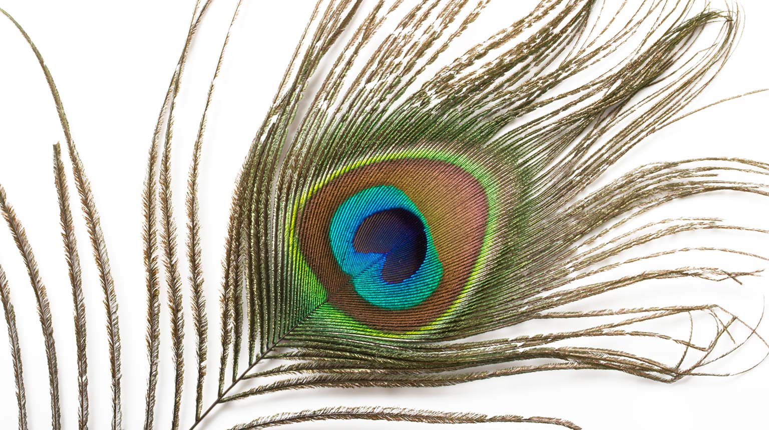 Peacock Feather