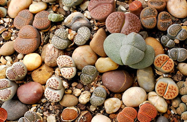 Rock Garden