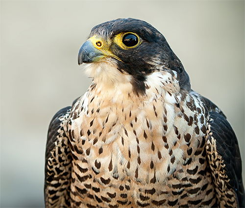 Falcon