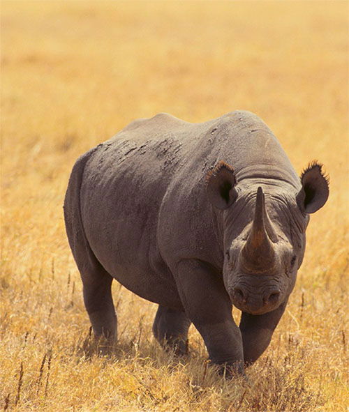 Rhino