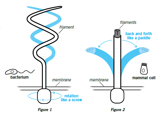 Two Motors