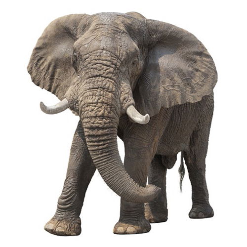 African Bush Elephant