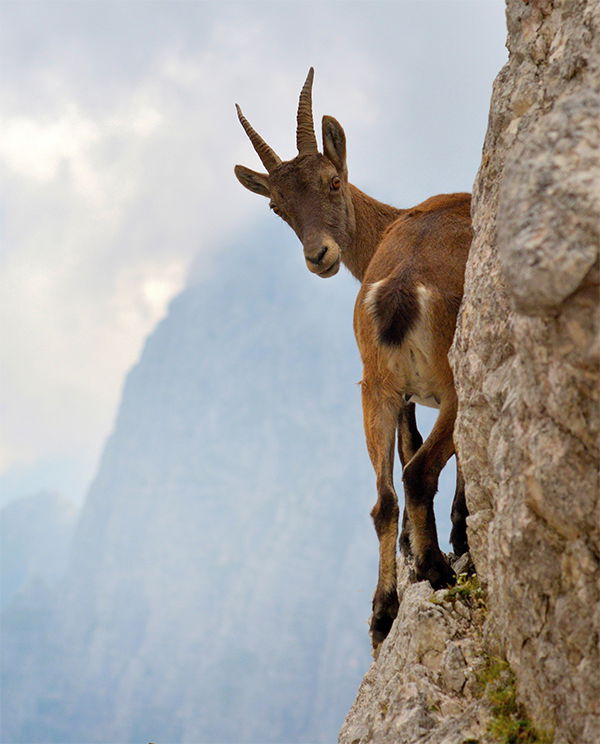 Alpine Ibex