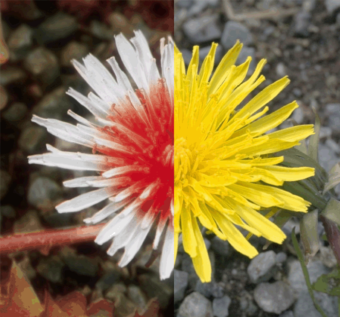 How Bees See Dandelions