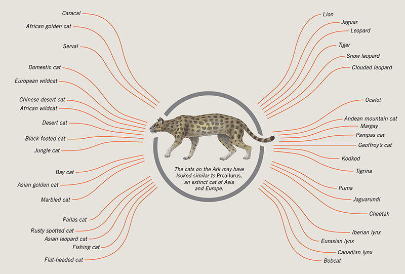 Cat kinds illustration