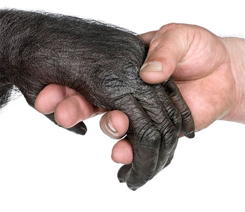 human chimpanzee hand comparison