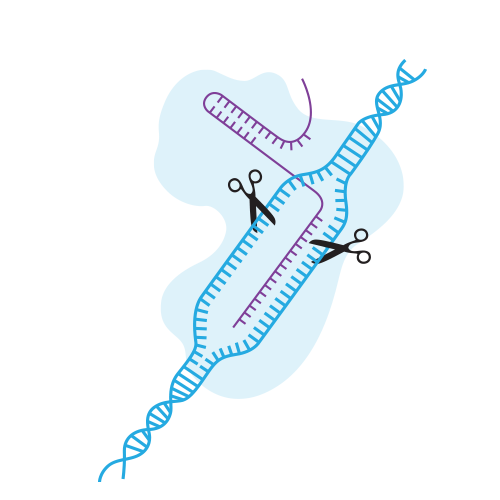 CRISPR Cut