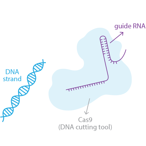 CRISPR Tool