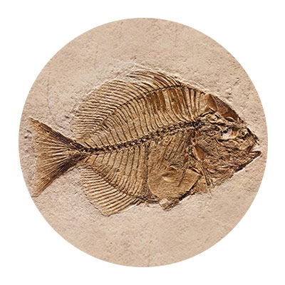 Fish Fossil