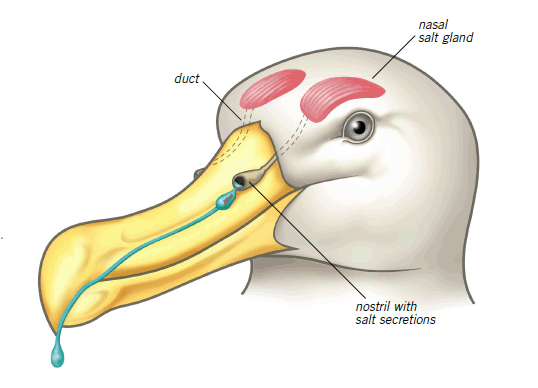 Соляные железы. Солевые железы птиц. Солевые железы морских птиц. Носовая железа у птиц.