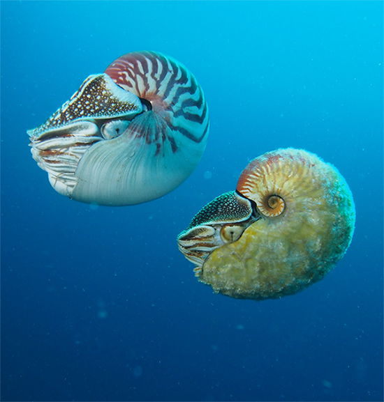 Nautiloids