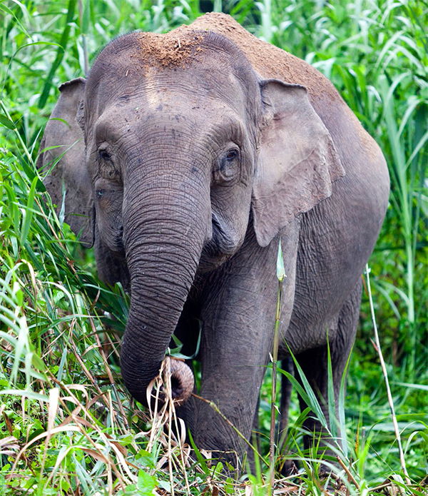 Pygmy Elephant