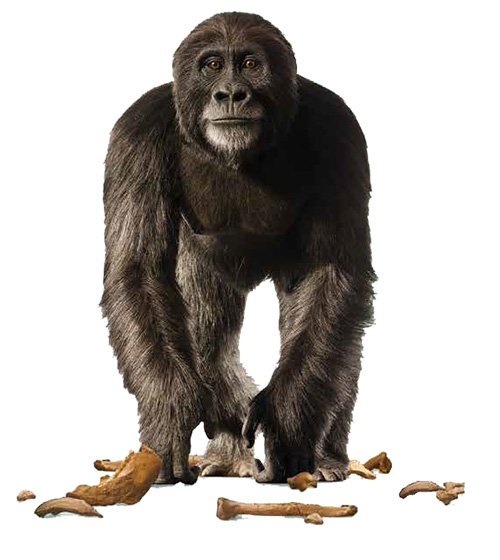 Lucy Reconstruction