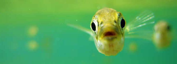 Stickleback