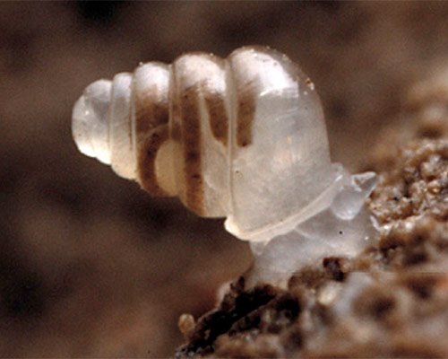 Cave Snail
