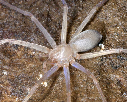 Cave Spider