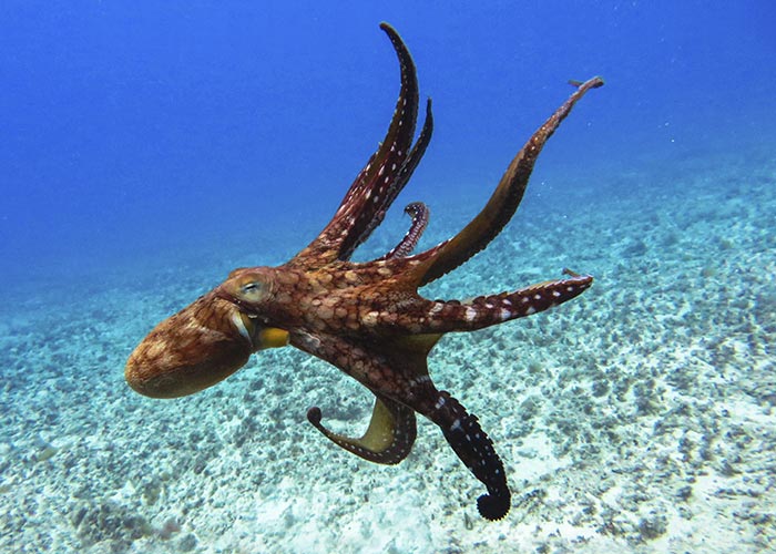 Octopus