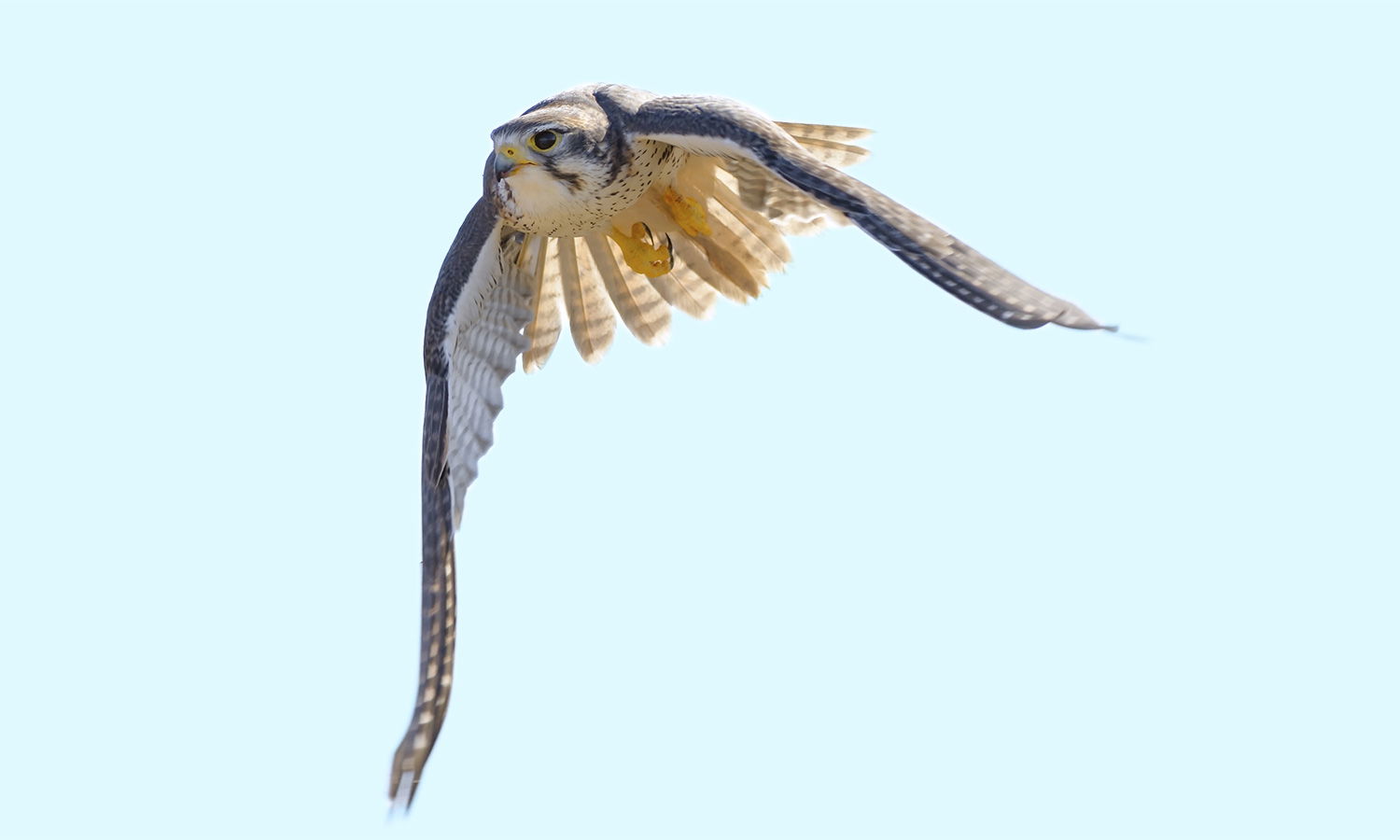 Peregrine Falcon