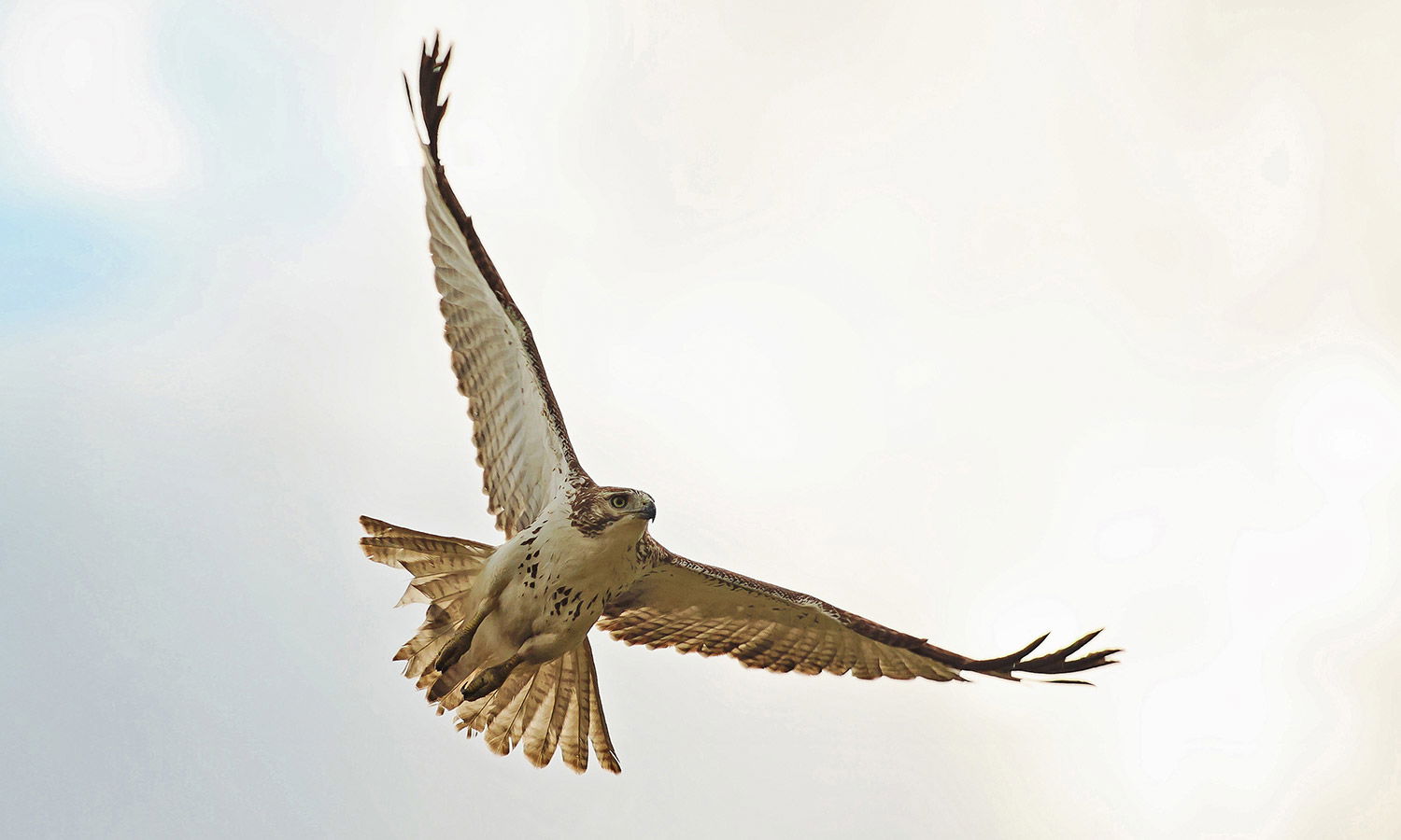 Red-Tailed Hawk