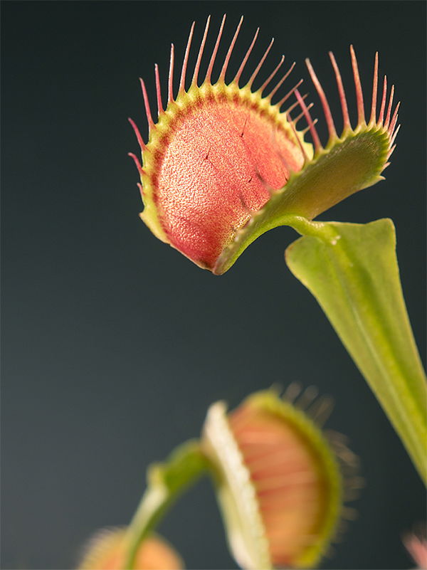 The Venus Flytrap, a Plant That Can Count - The New York Times