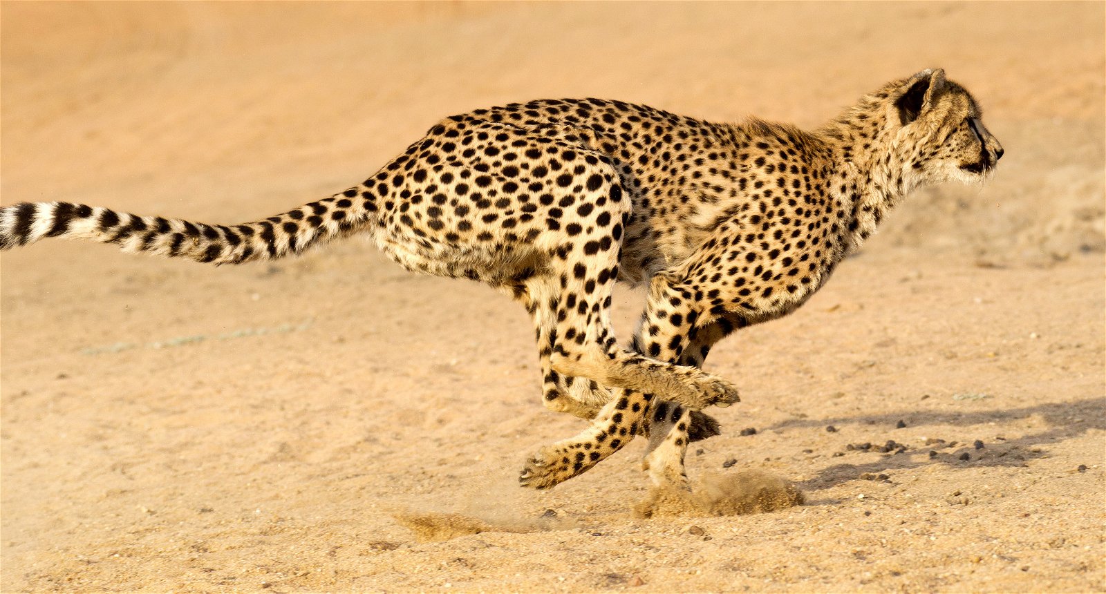 Speedsters of the Serengeti | Answers in Genesis