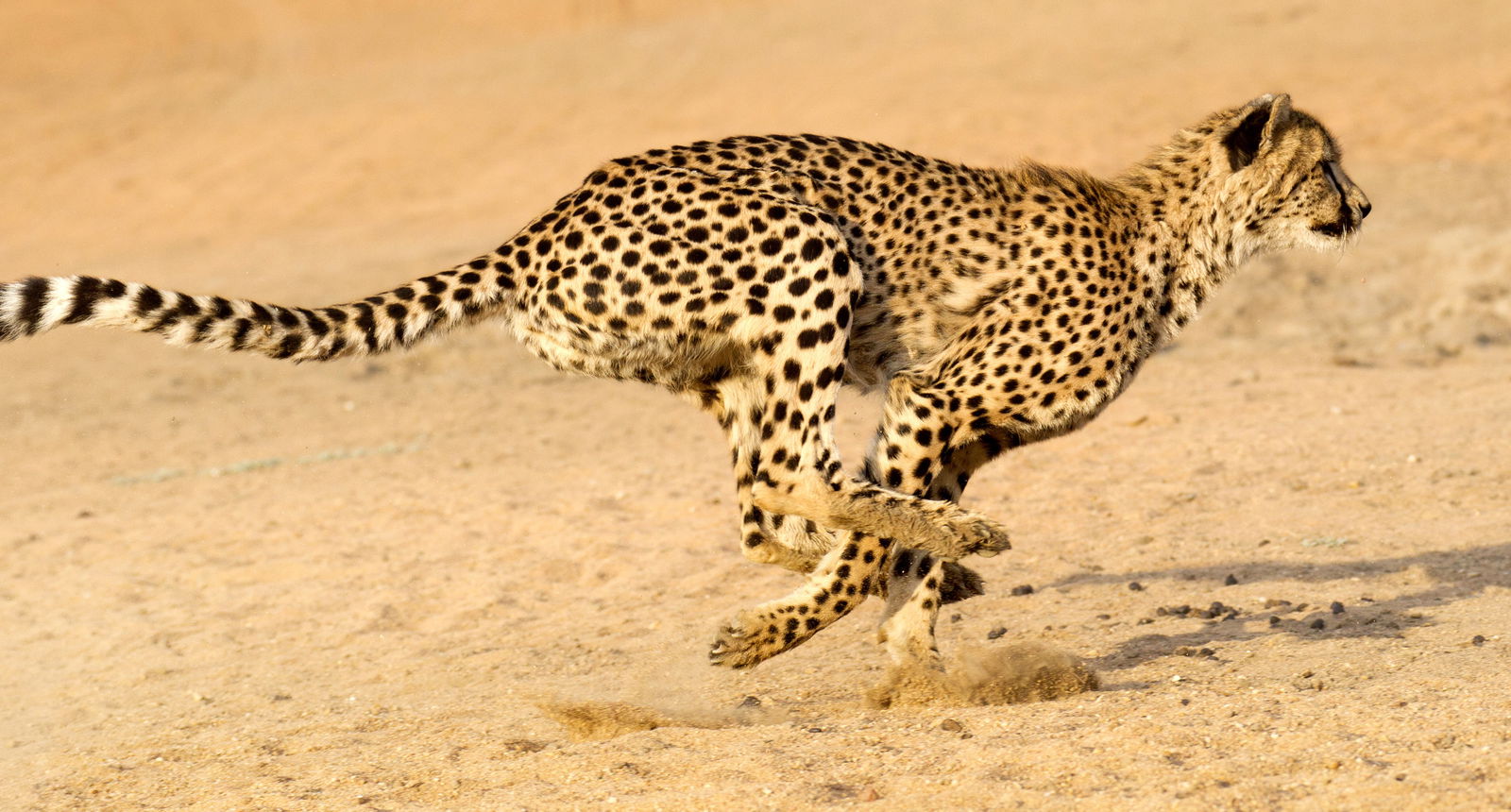 Cheetah Running