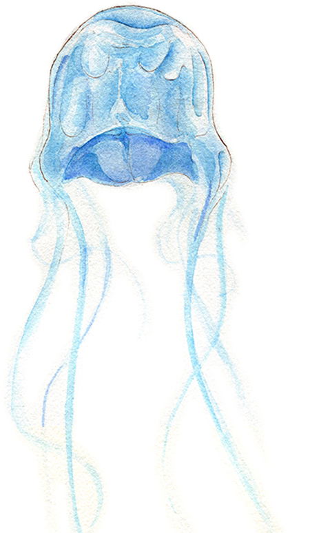 Box Jellyfish