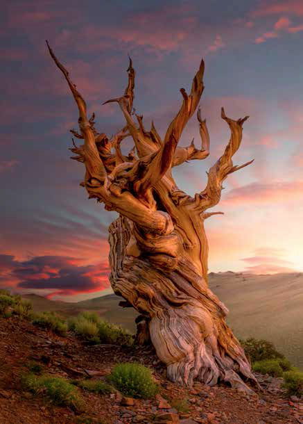 Bristlecone Pine