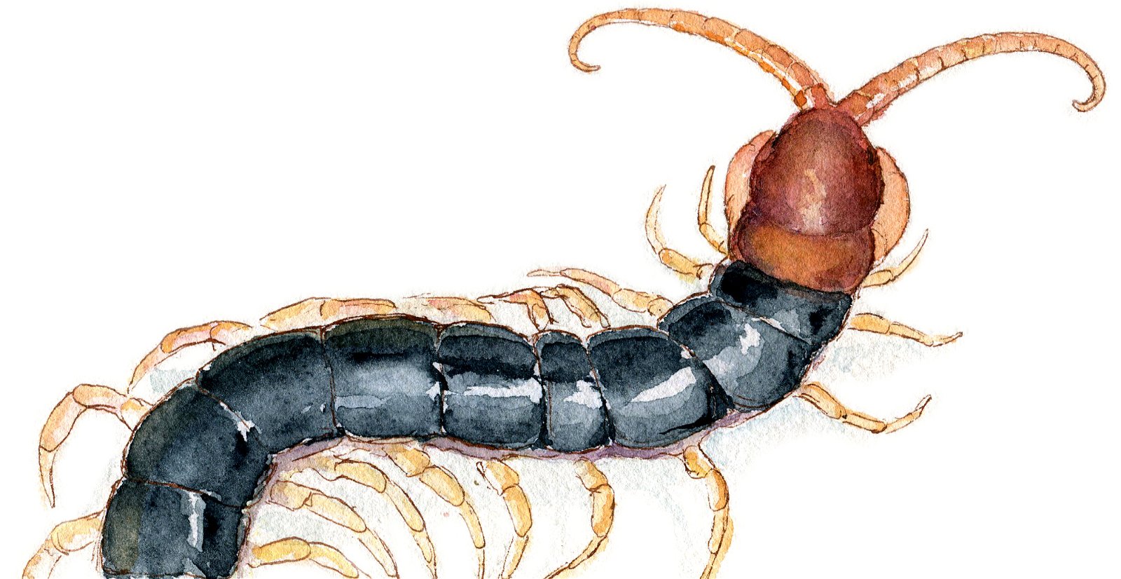 Chinese Red-Headed Centipede