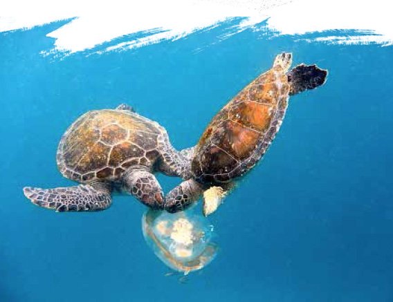 Do Sea Turtles Eat Jellyfish