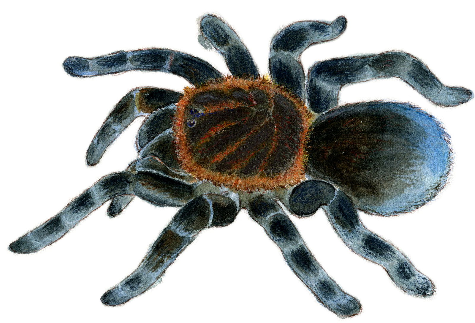 Tarantula