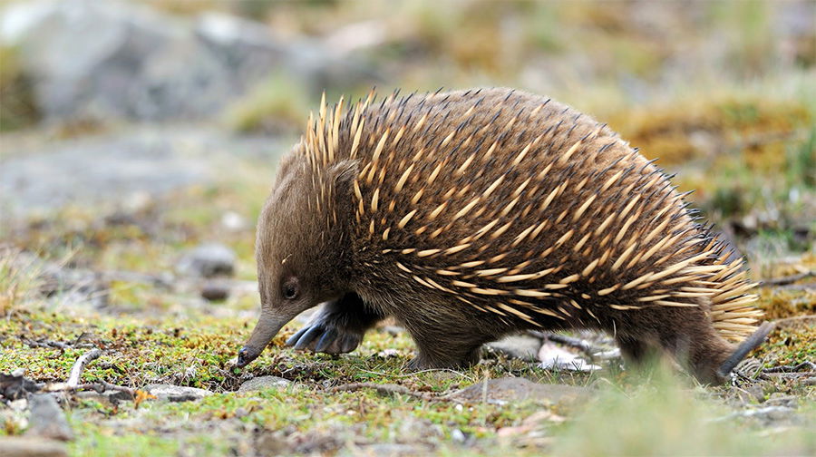 exq echidna