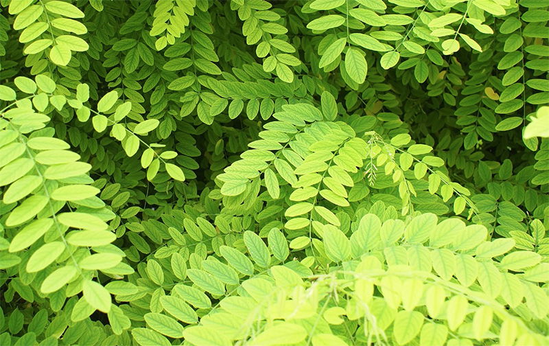 Acacia Leaves