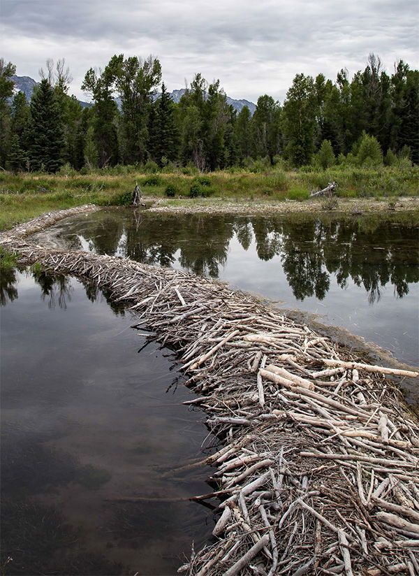 Beaver Dam