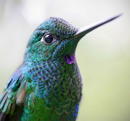 Green-Crowned Brilliant