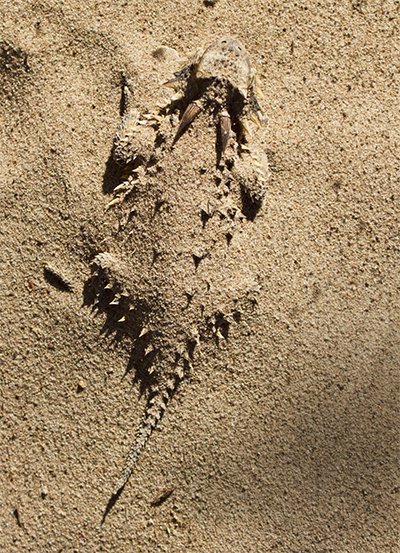 Lizard in Sand