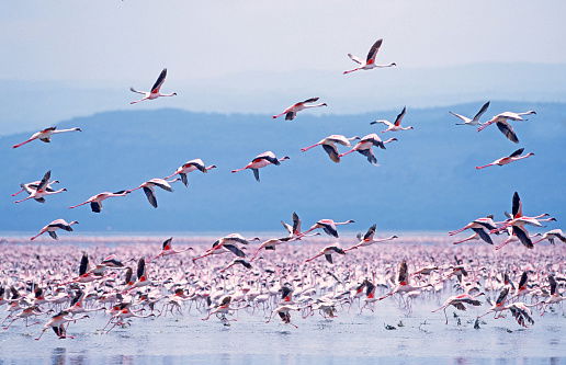 Flamingos