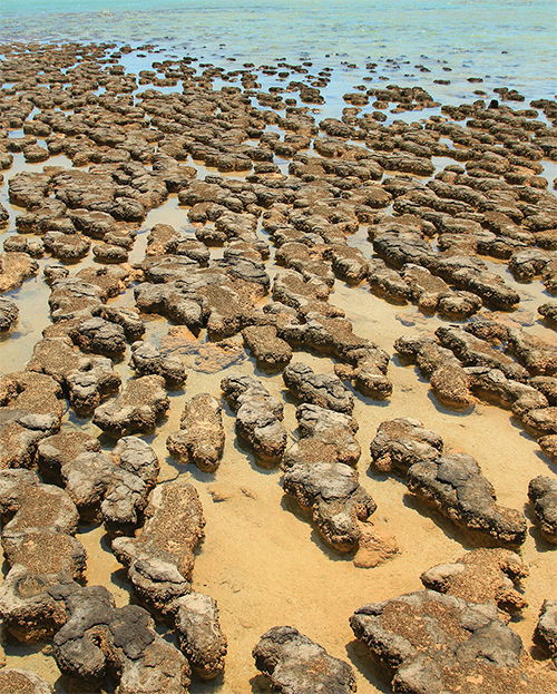 Australian Stromatolites