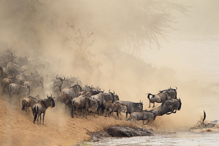 Wildebeests