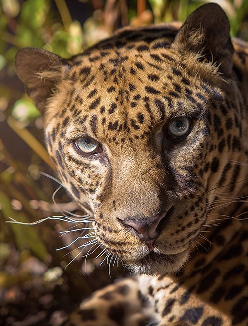 Leopard Hybrid
