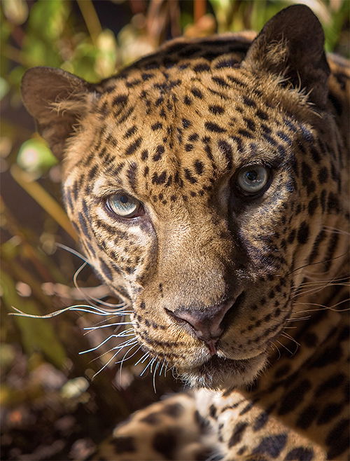 Leopard Hybrid