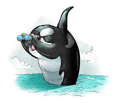 Orca