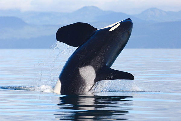 Orca Leaping