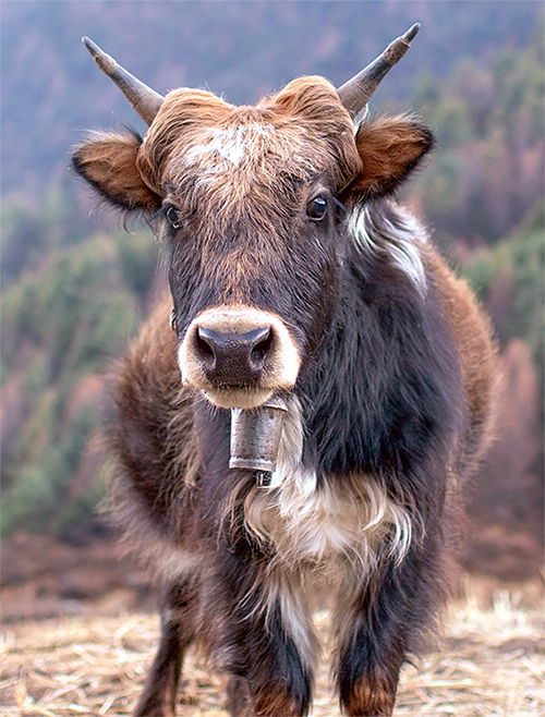 Dzo, hybrid between the yak and domestic cattle. Used as pack