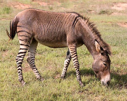 Zebra Hybrid