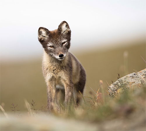 How The Arctic Fox Got Its Winter Wardrobe | Answers In Genesis