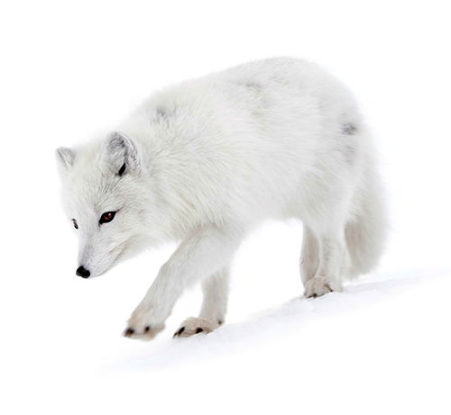 Arctic Fox